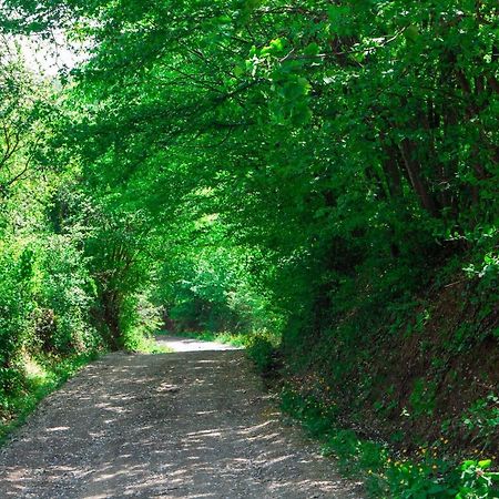 Na Okić - a private forest oasis Sveti Martin pod Okicem Zewnętrze zdjęcie